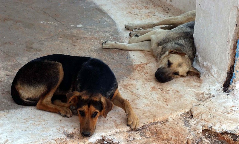 Σύνδεσμος Δυτικής Θεσσαλονίκης για τα αδέσποτα ζώα